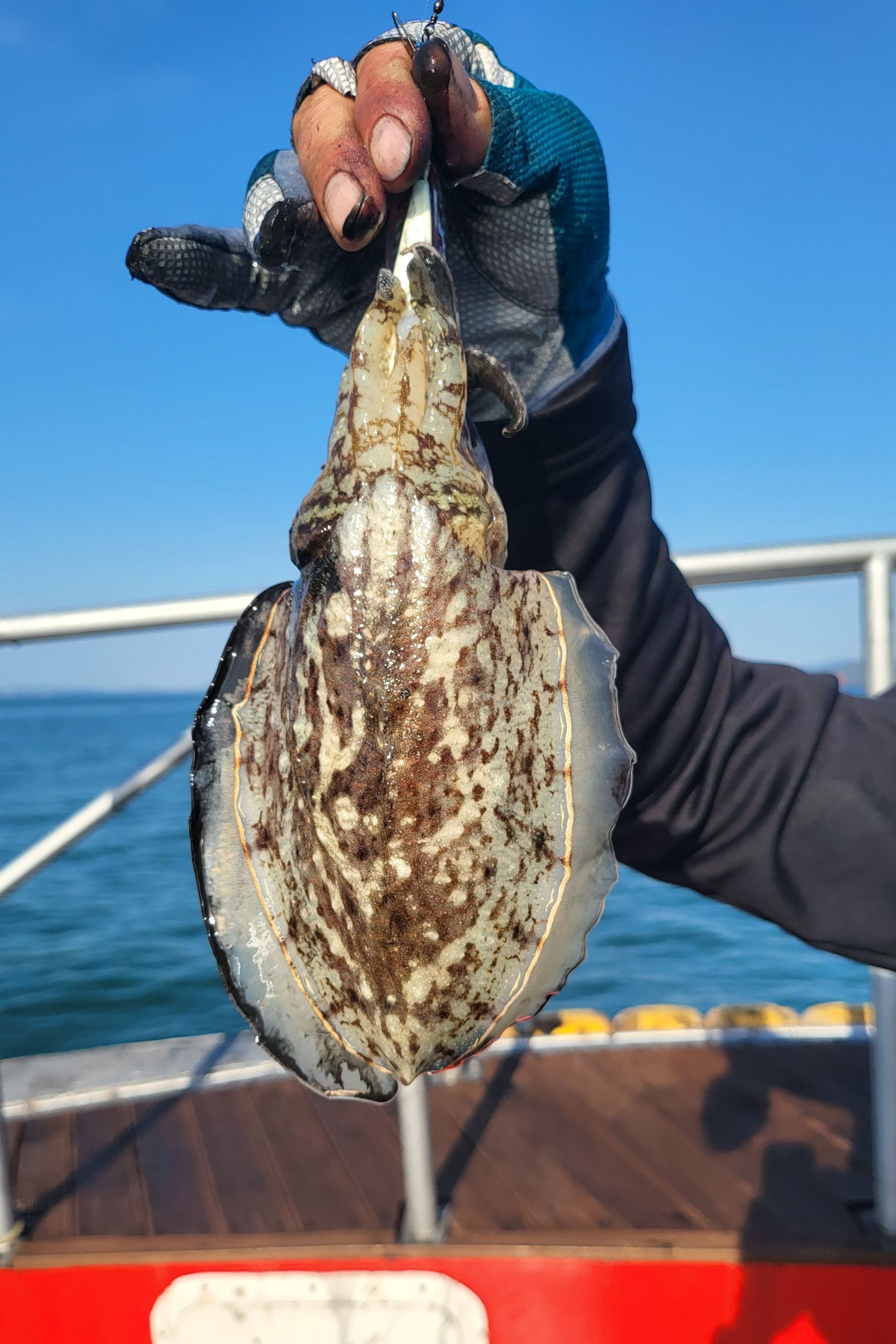 10월29일 쭈꾸미, 갑오징어 출조 조황...