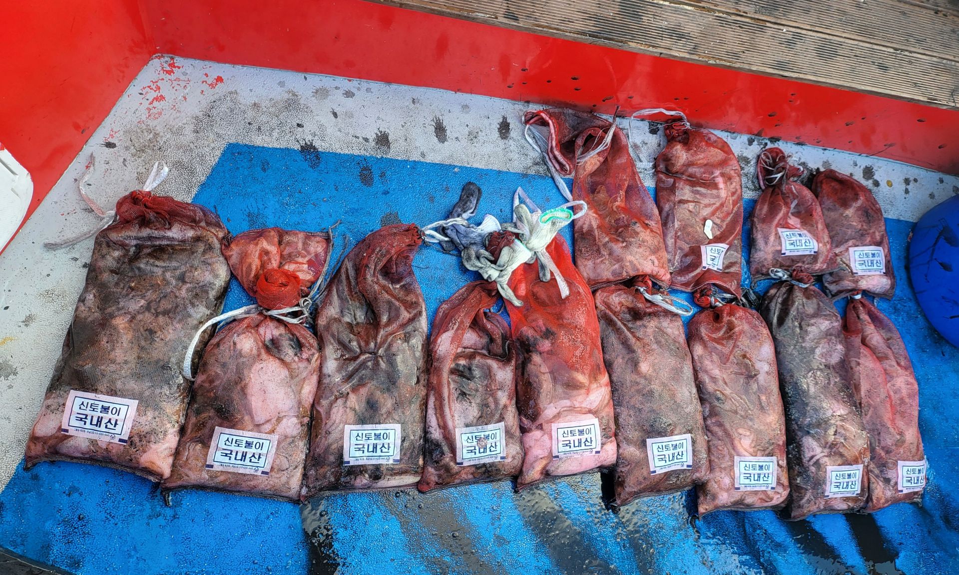 10월13일 쭈꾸미.갑오징어 낚시  출조  조황...