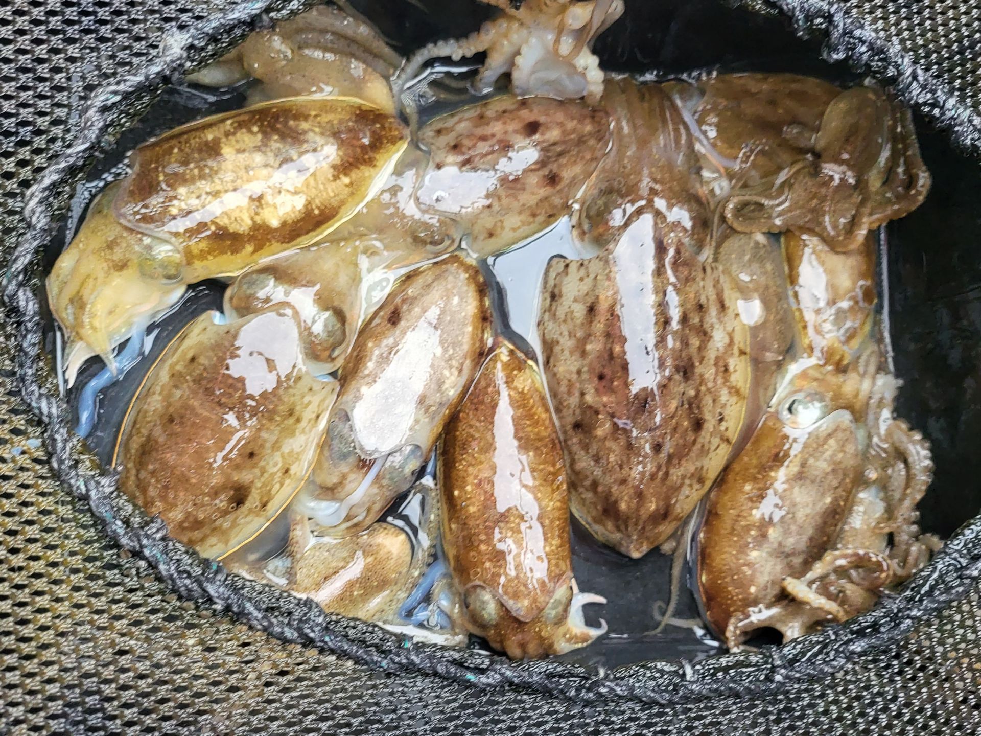 10-11 쭈꾸미.갑오징어 낚시  출조 조황...