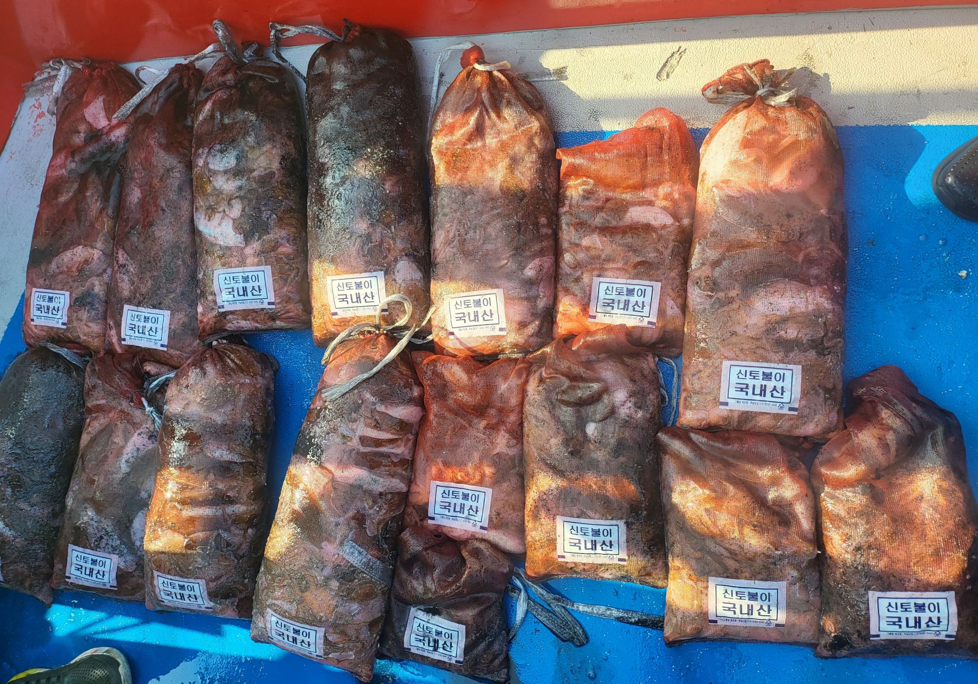 10월1일 쭈꾸미,  갑오징어 출조 조황...