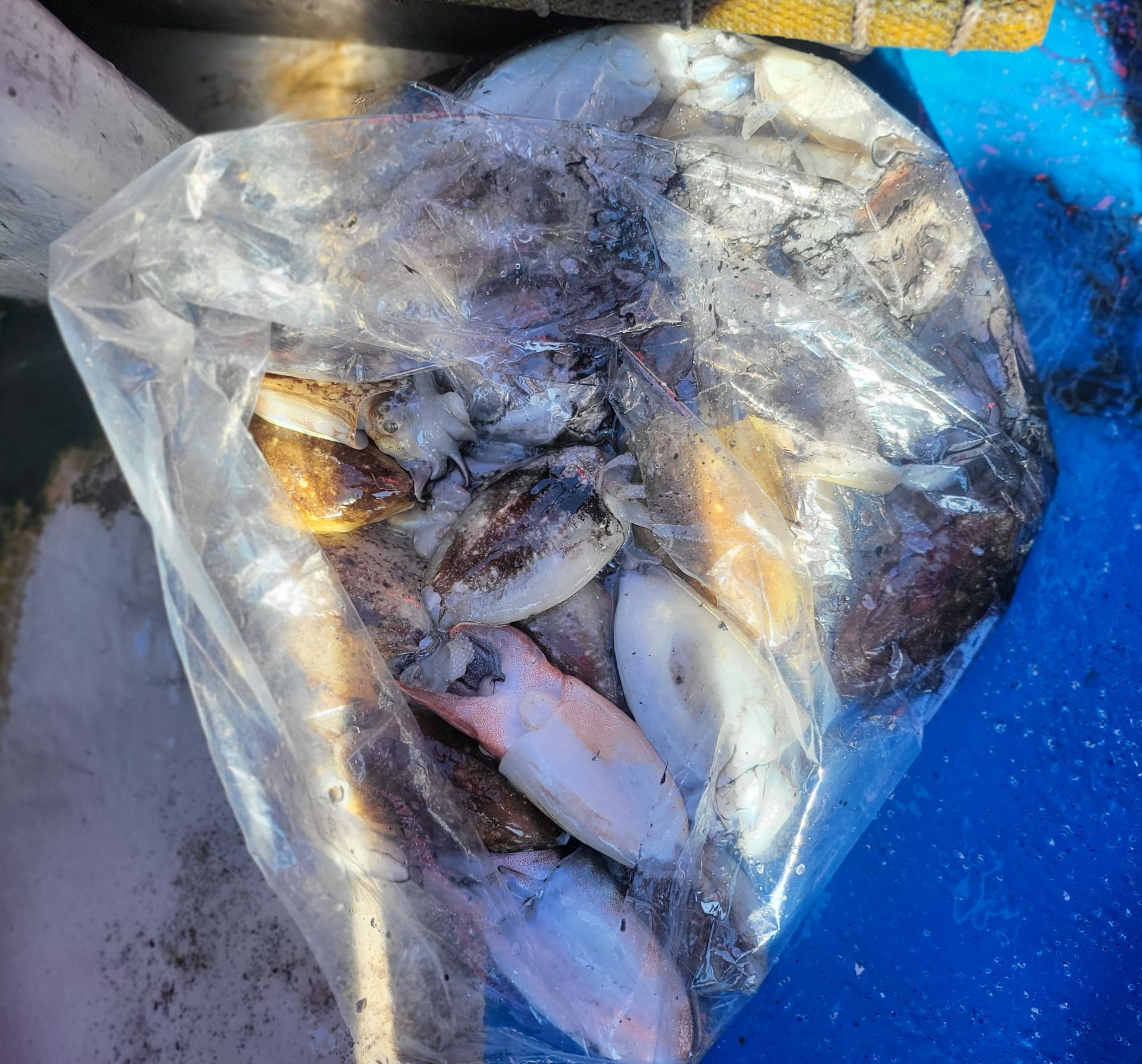 10월23일 쭈꾸미, 갑오징어 출조  조황...