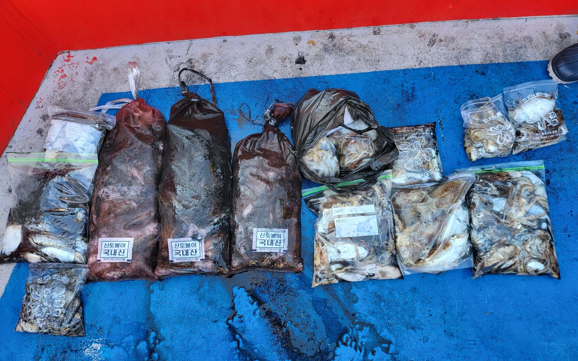 10월25일 쭈꾸미, 갑오징어 출조 조황