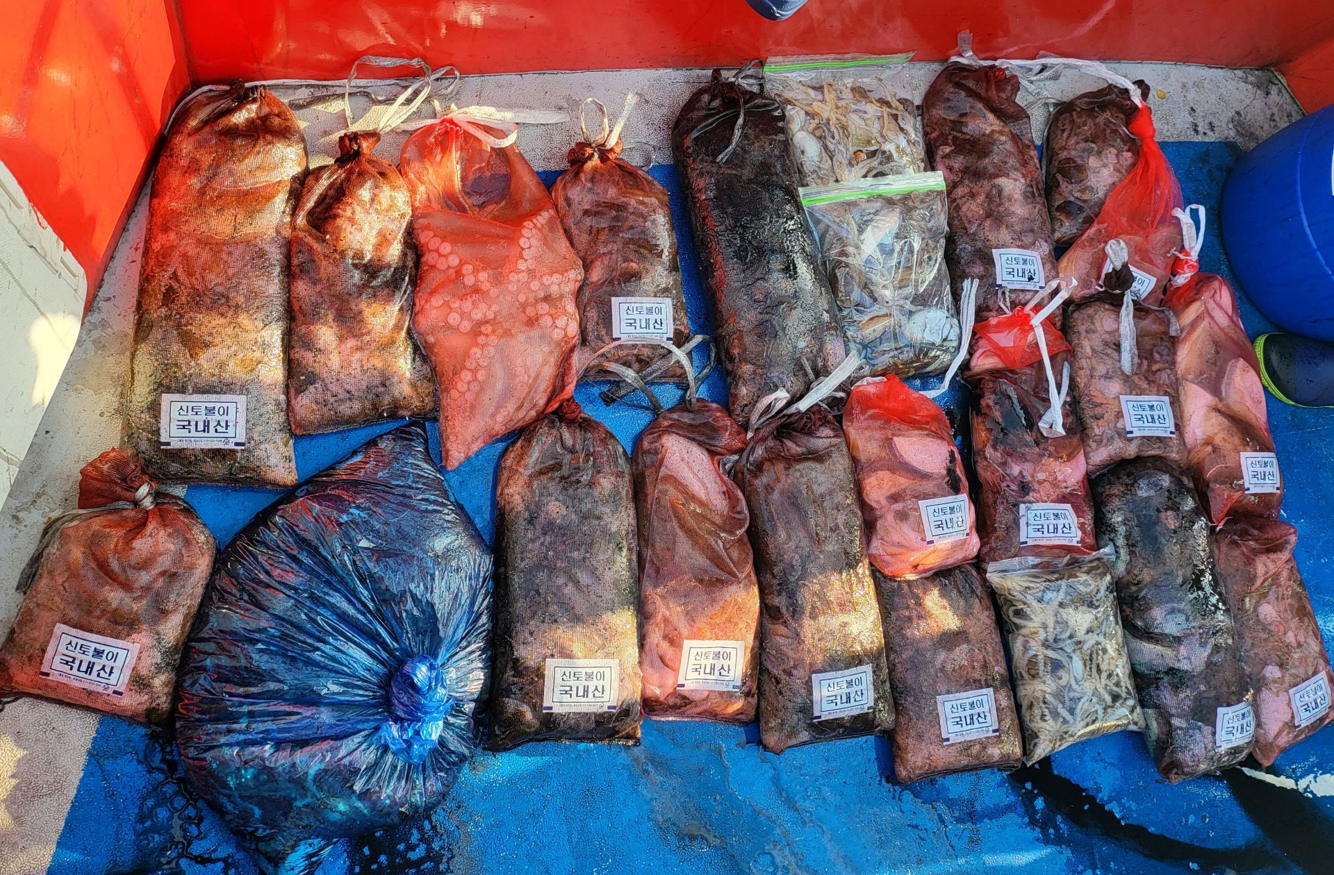 10월30일 쭈꾸미, 갑오징어 출조 조황...