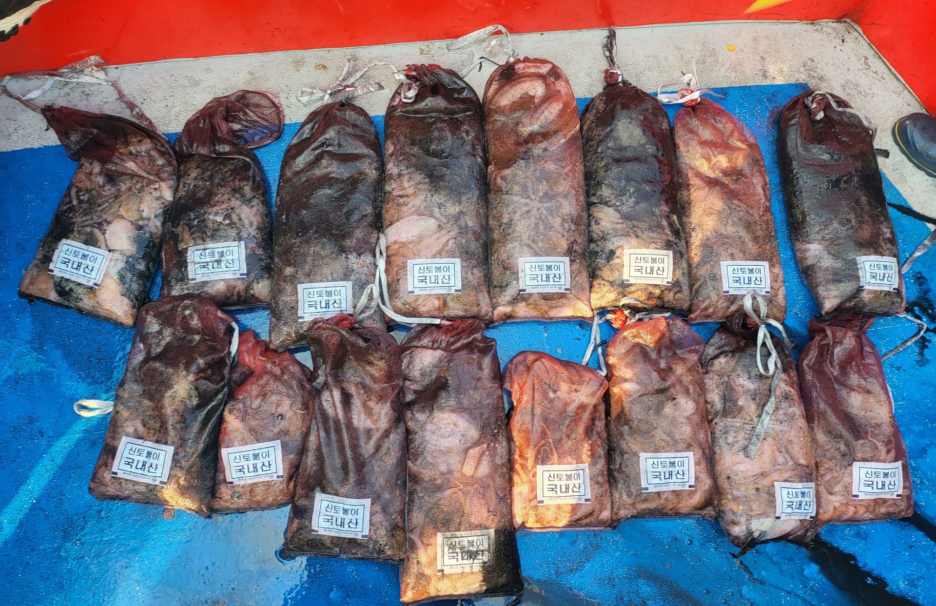 11월ㅣ일 쭈꾸미, 갑오징어 출조 조황...