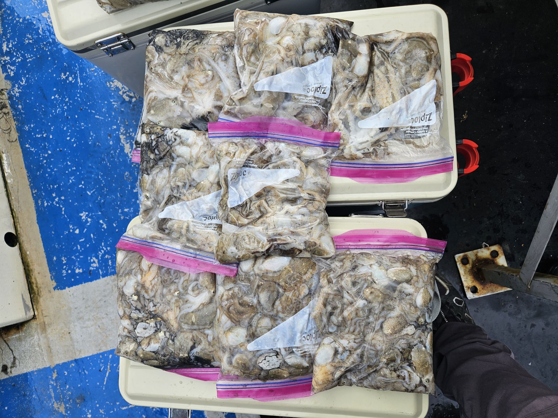 9월 2일 쭈꾸미, 갑오징어 출조 조황.