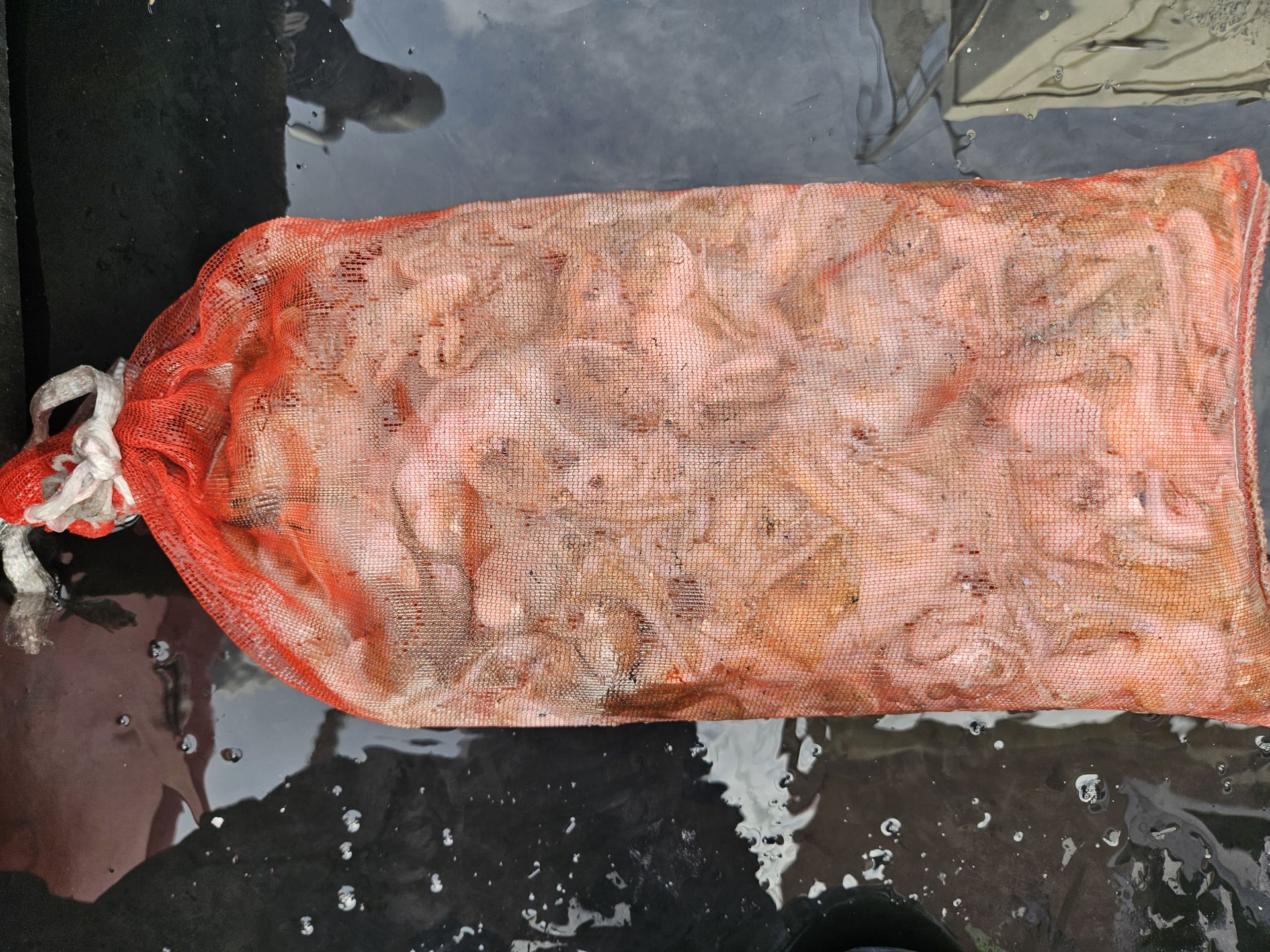 9월 22일 쭈꾸미, 갑오징어 출조 조황.