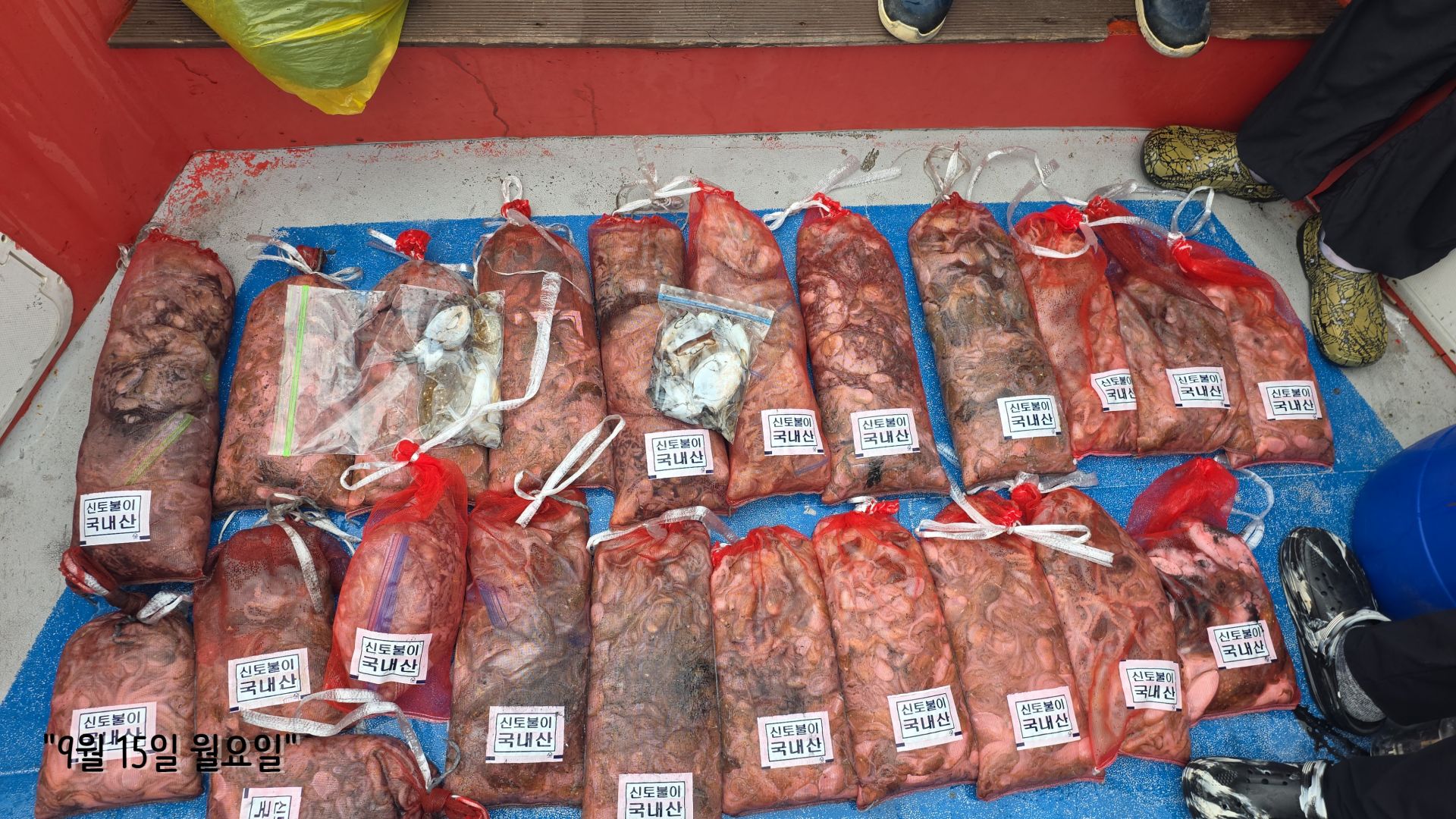 9월15일 쭈꾸미. 갑오징어   출조 조황