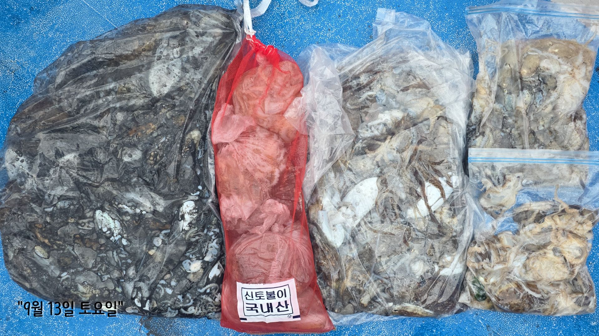 9월13일 쭈꾸미, 갑오징어 출조 조황