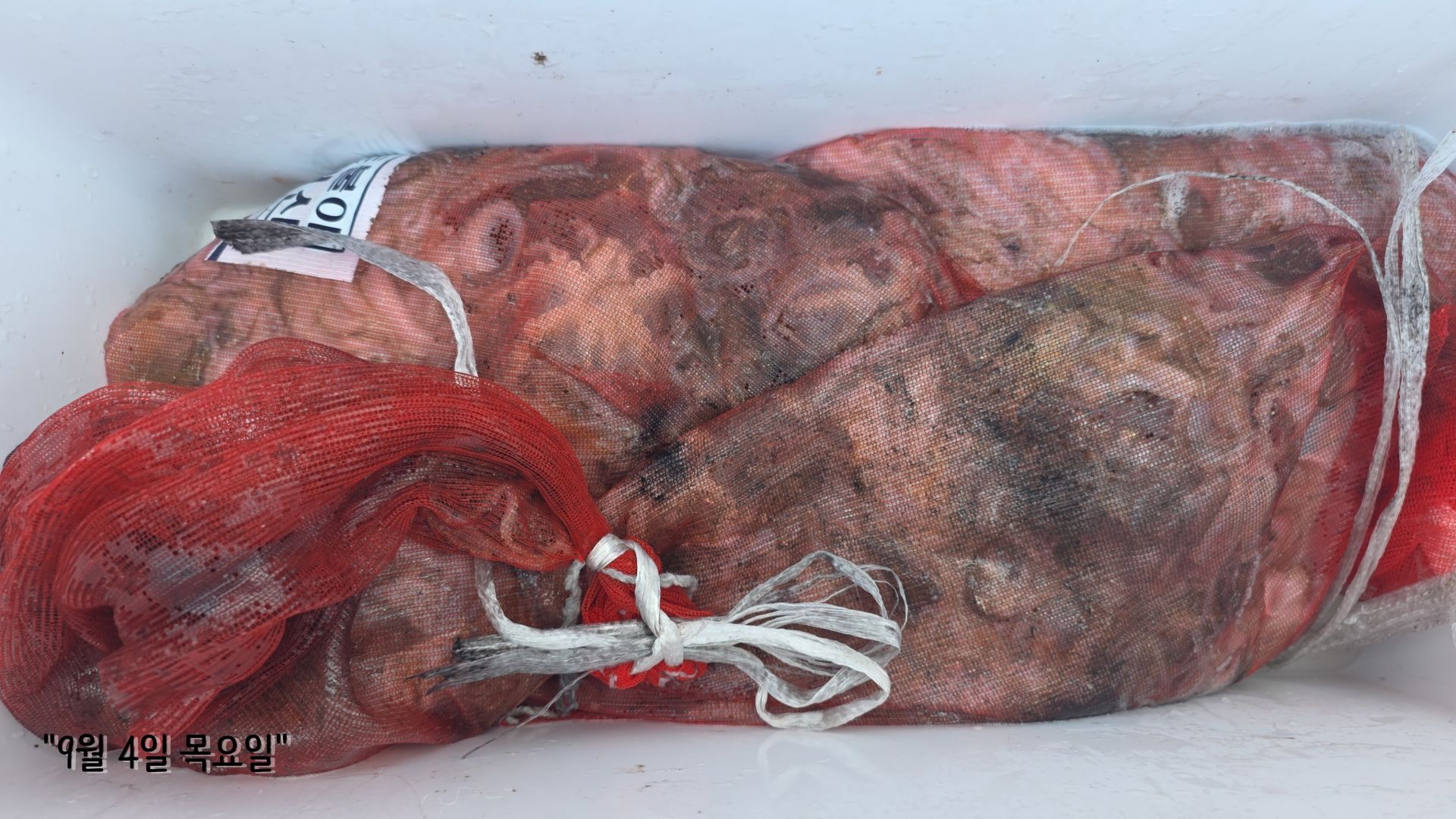 9월 4일 쭈꾸미, 갑오징어 출조 조황.