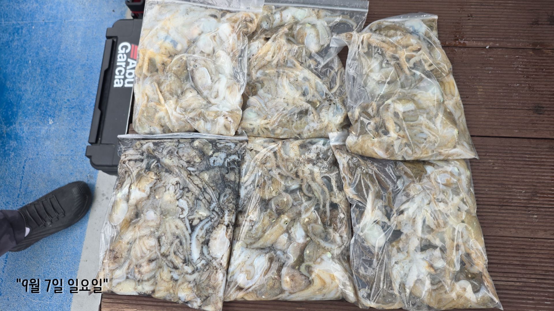 9월 7일 쭈꾸미, 갑오징어 출조 조황.