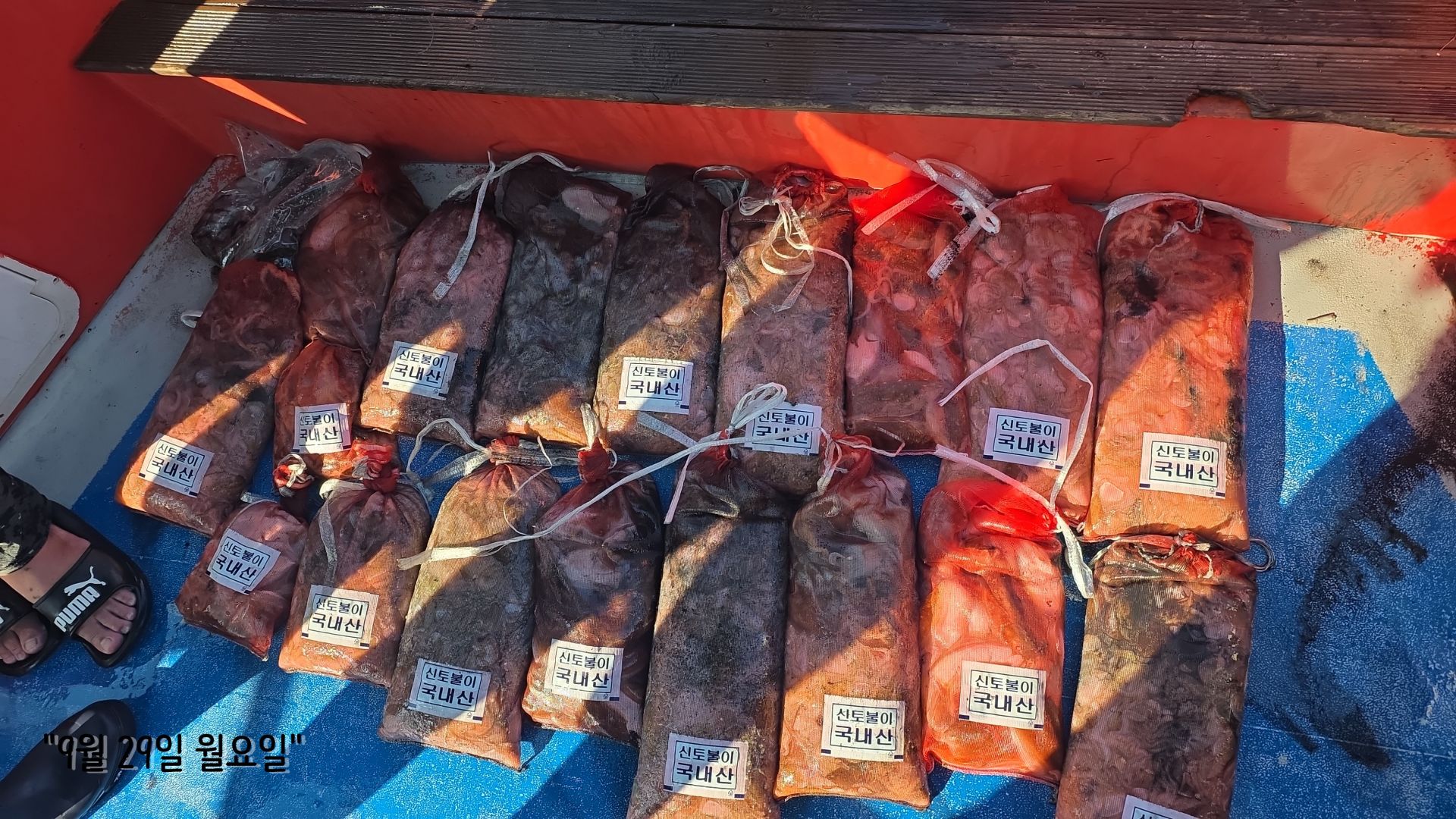 9/29 쭈꾸미,갑오징어 출조 조황...