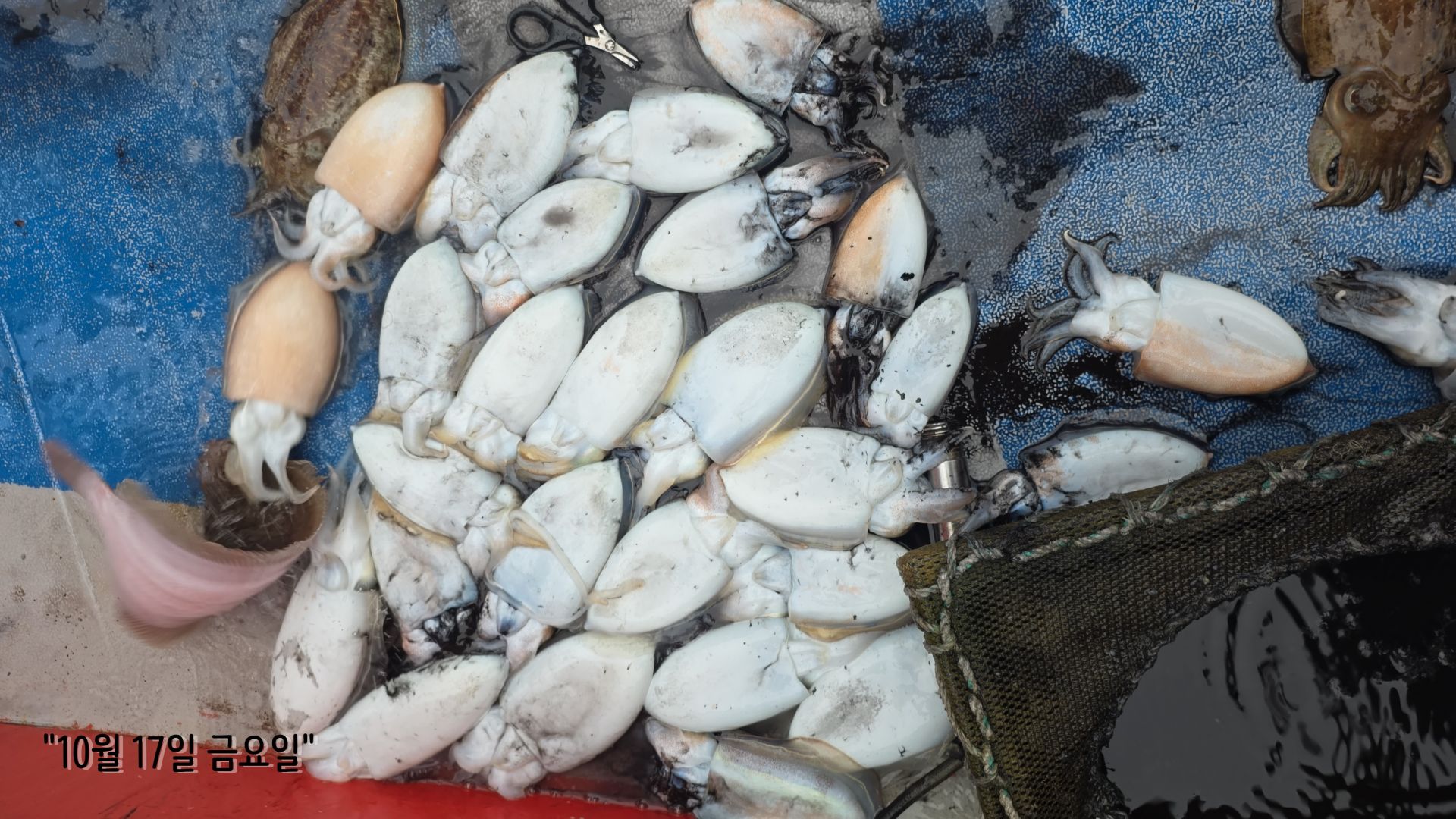 10/17 먼바다 갑오징어 출조 조황...