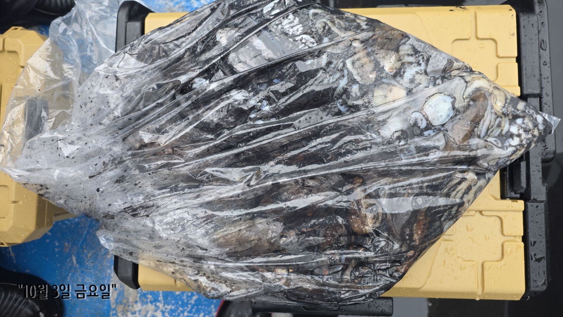 10/3 갑오징어 출조 조황...