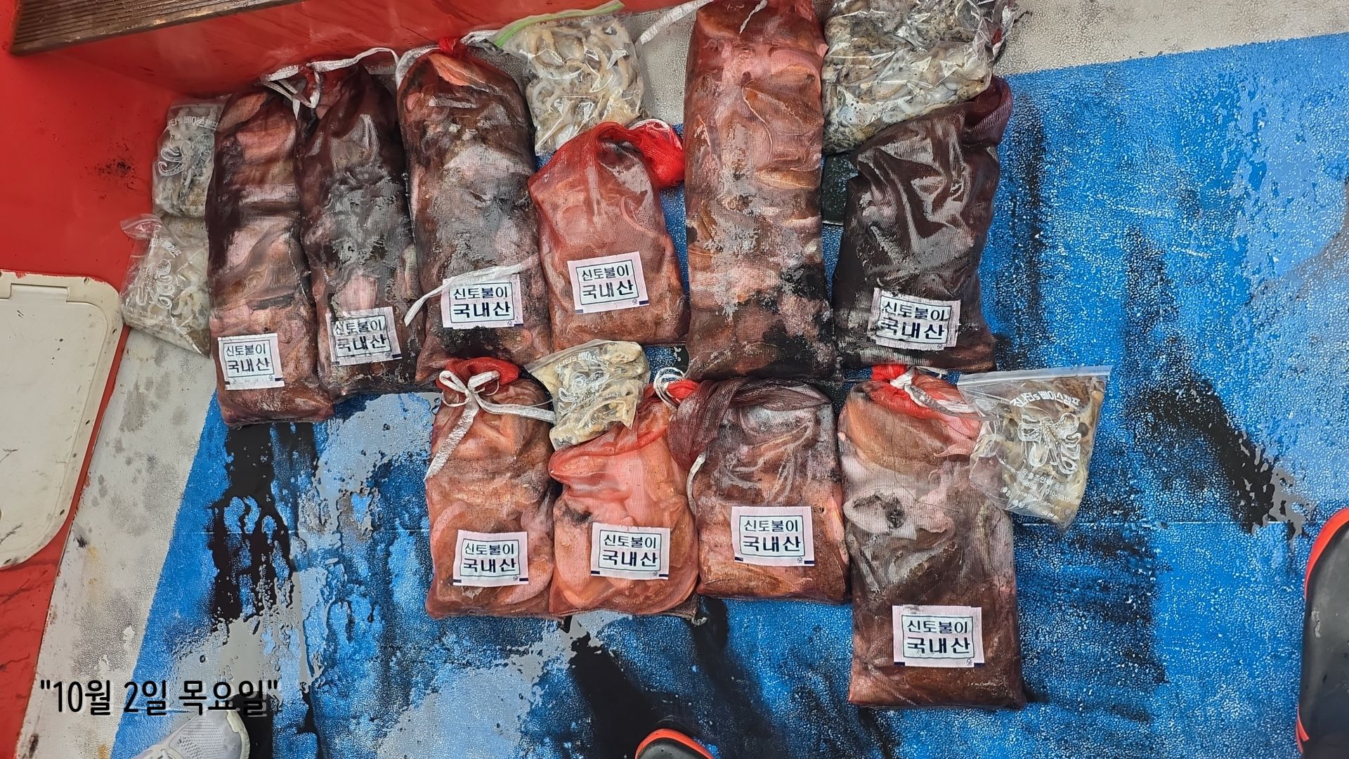 10/2 갑오징어 출조 조황...