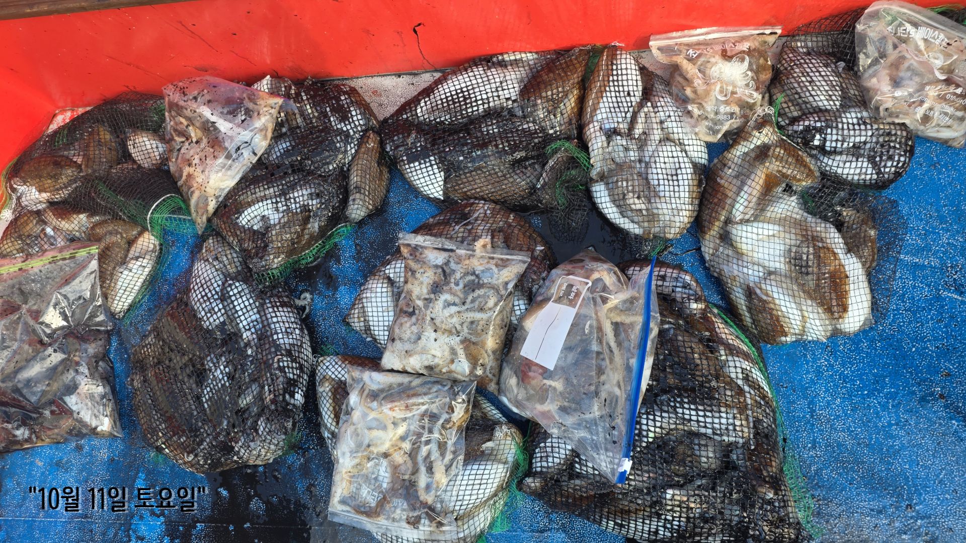 10/11 갑오징어 출조 조황..,