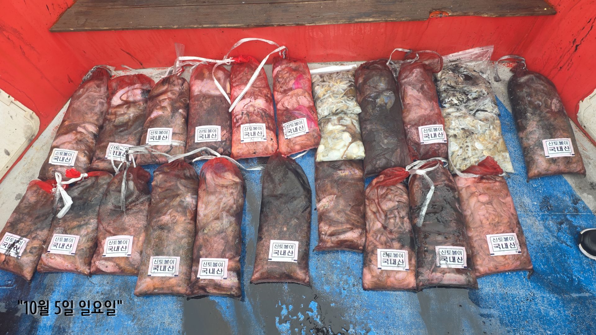 10/5 먼바다 갑오징어  출조 조황...