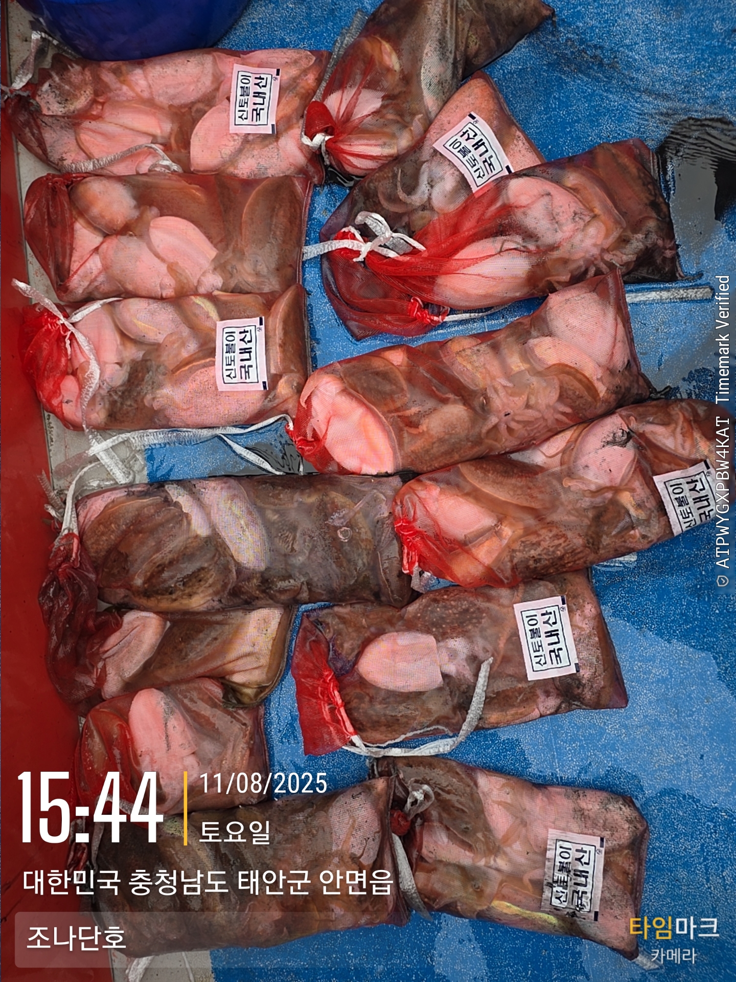 11/8 외만권 갑오징어 출조 조황...